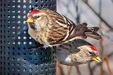 Two Redpolls_P1030042